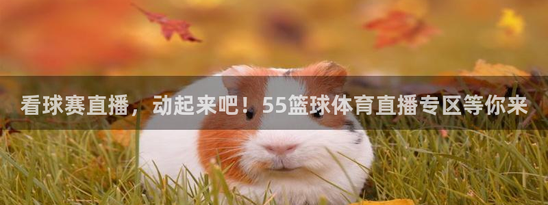 看球赛直播，动起来吧！55篮球体育直播专区等你来