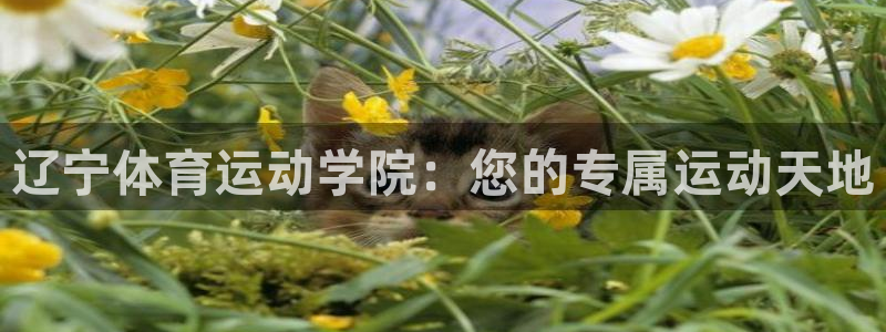 辽宁体育运动学院：您的专属运动天地